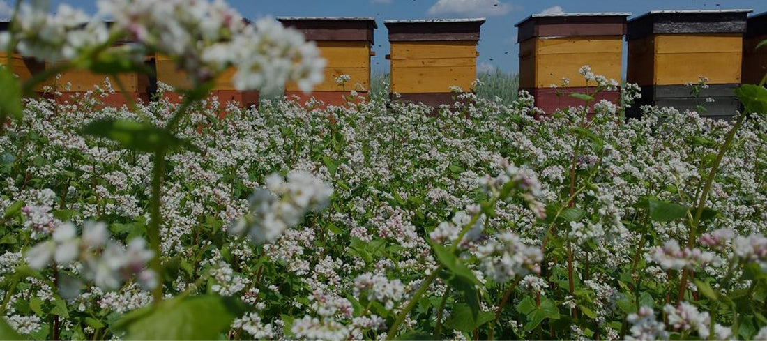 Budowa nowej pasieki - poradnik w pigułce