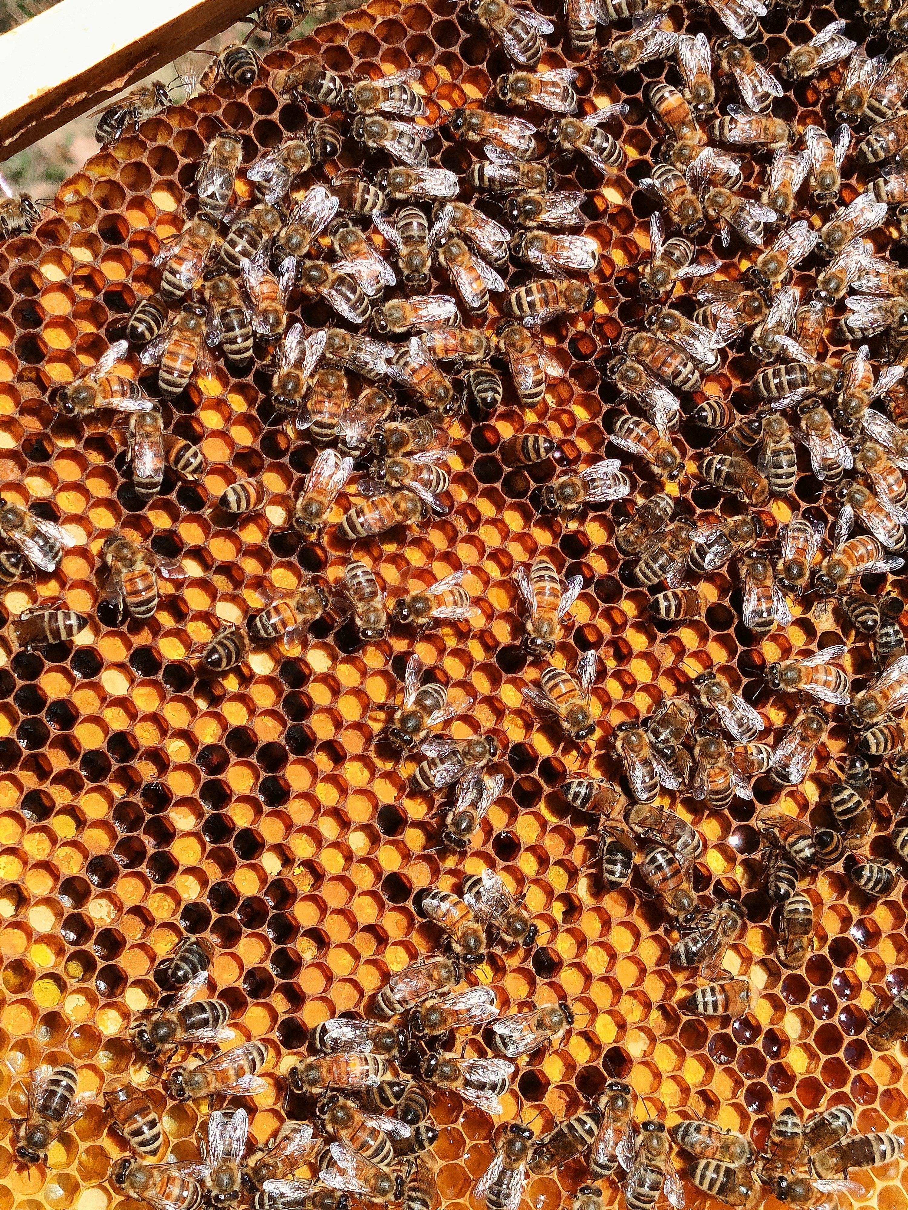 Inne produkty pszczele