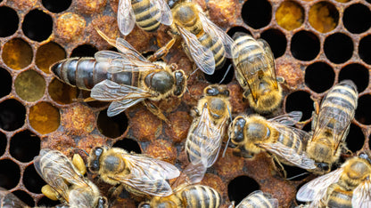 Matki Pszczele Carnica Sklenar H-47