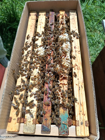 Odkład pszczeli na ramce Dadanowskiej