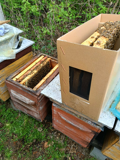 Odkład pszczeli na ramka Wielkopolskiej