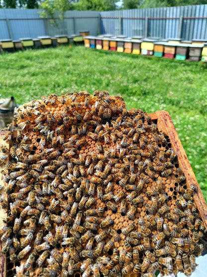 Odkład pszczeli na ramka Wielkopolskiej