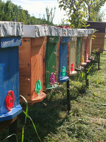 Odkład pszczeli na ramka Wielkopolskiej