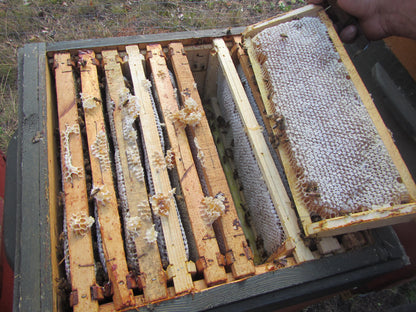 Odkład pszczeli na ramka Wielkopolskiej