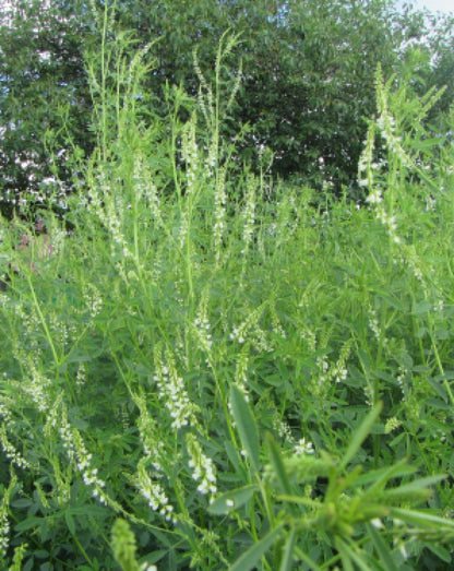 Nostrzyk biały 2 letni