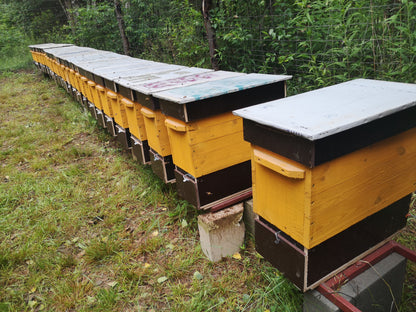 Odkład pszczeli na ramce Dadanowskiej