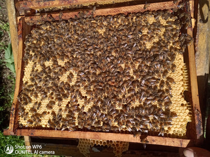 Odkład pszczeli na ramka Wielkopolskiej