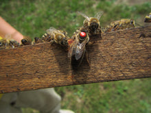 Matki Pszczele Carnica Sklenar G-10