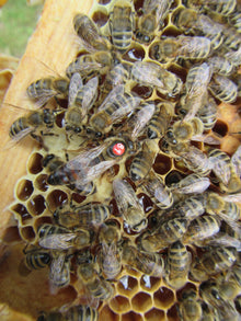 Matki Pszczele Carnica Sklenar H-47