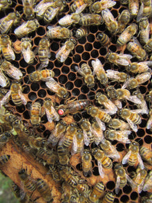 Matki Pszczele Buckfast VR  (VAROA RESISTANCE)