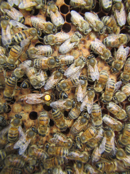 Matki Pszczele Buckfast VSH