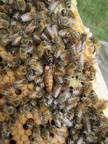 Matki Pszczele Buckfast MEDA