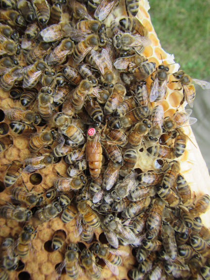 Matki Pszczele Buckfast MEDA