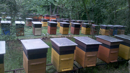 Odkład pszczeli na ramka Wielkopolskiej