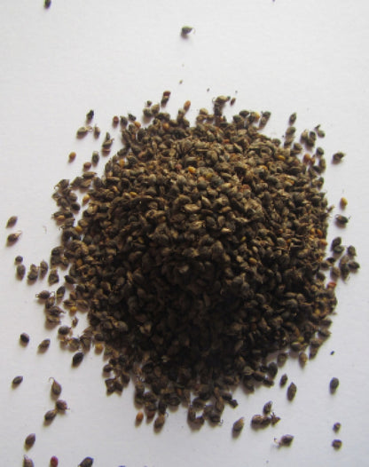 Nostrzyk biały 2 letni