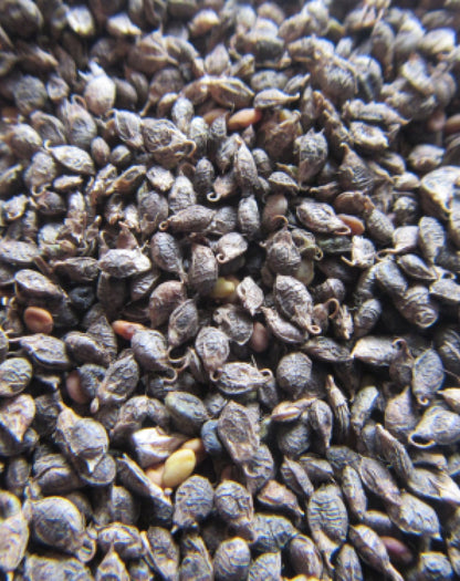 Nostrzyk biały 2 letni