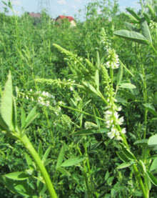 Nostrzyk biały 2 letni