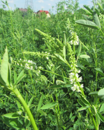 Nostrzyk biały 2 letni