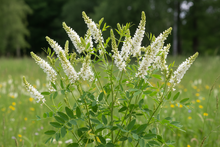 stwórz zdjęcia nostrzyk biały 2 letni