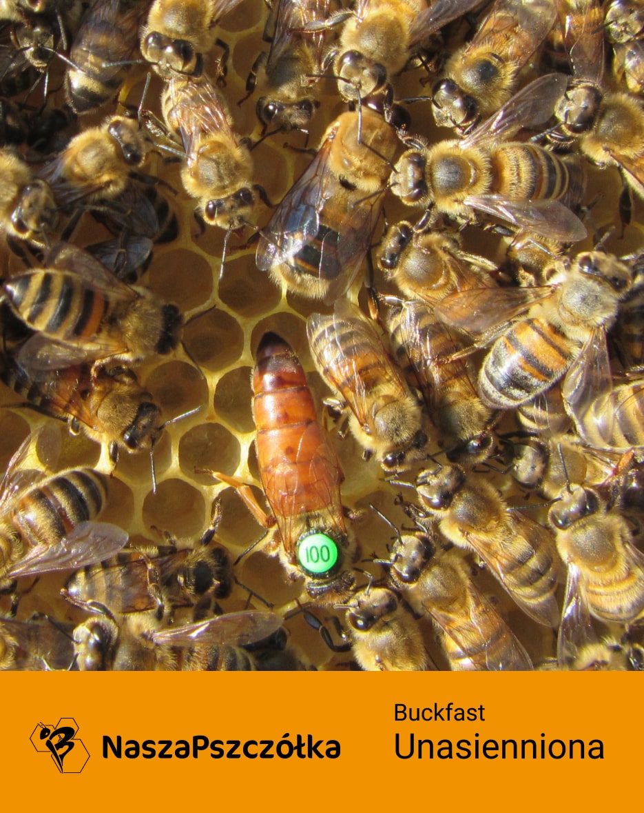Pszczoła Buckfast unasienniona