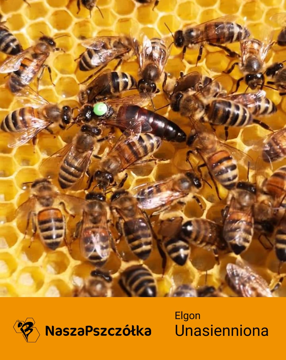 Pszczoła Elgon unasienniona