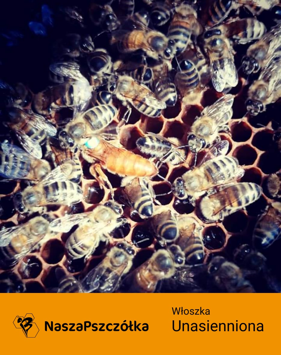 Pszczoła włoska (Apis mellifera ligustica) Włoszka unasienniona