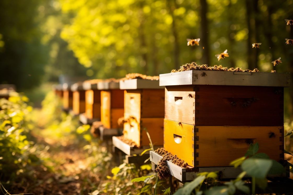 Dlaczego warto wspierać pszczelarstwo?
